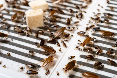 Bir sürü hamamböceğinin mücadele ettiği açı görüşü tuzakları