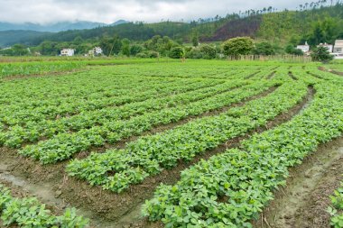 Bir köyde sıra sıra ekilmiş sebze