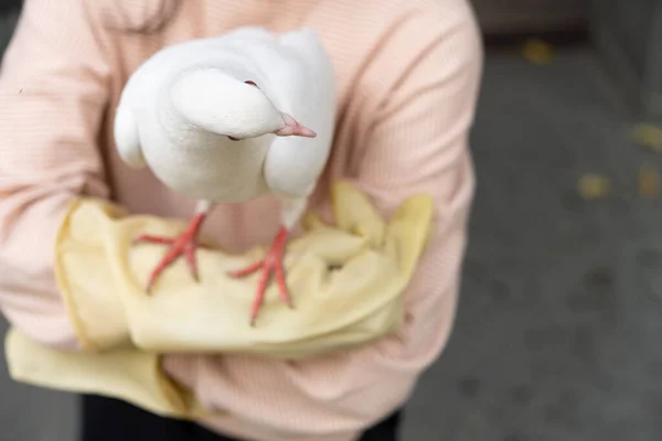 Piccione Bianco Domestico Piedi Braccio Ragazze — Foto Stock