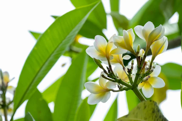 Verse Plumeria Rubra Acutifolia Boom — Stockfoto