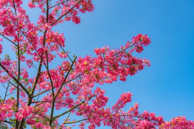 Güneşli bir günde çiçek açan Chorisia Specosa St. Hil
