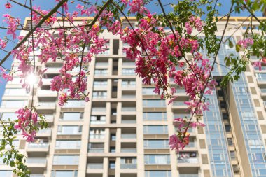 Yüksek bir binanın önünde çiçek açan Chorisia Specosa St. Hil.
