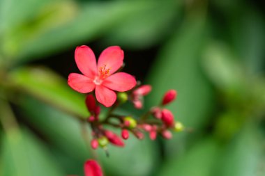 güzel çiçek açan Jatropha integerrima Jacq yatay bileşimi kapat