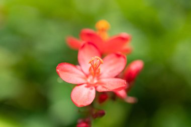 güzel çiçek açan Jatropha integerrima Jacq yatay bileşimi kapat