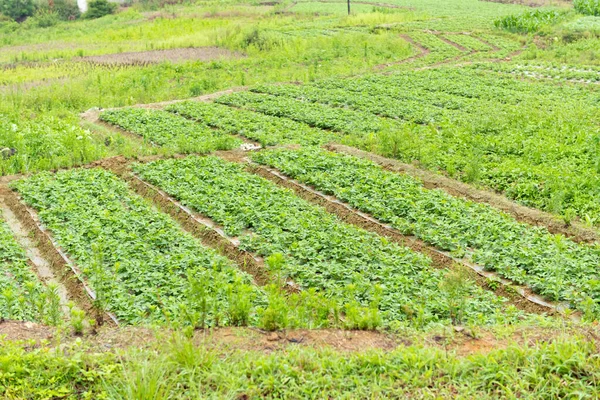 Rows Planted Vegetable Village — Stock Photo, Image