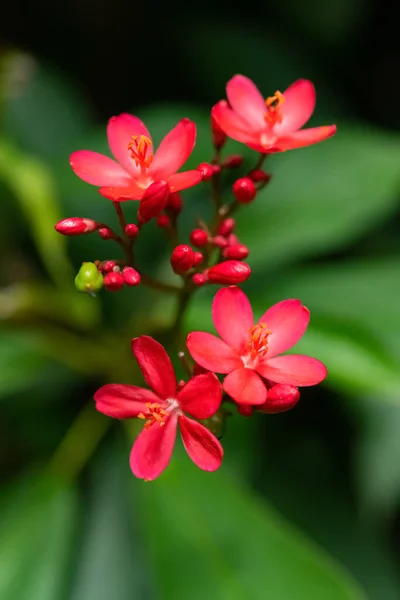 Mooie Bloeiende Jatropha Integerrima Jacq Close Verticale Samenstelling — Stockfoto