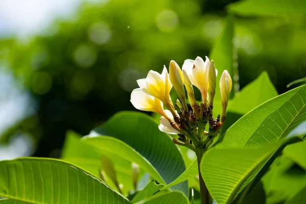 Verse Plumeria Rubra Acutifolia Boom — Stockfoto