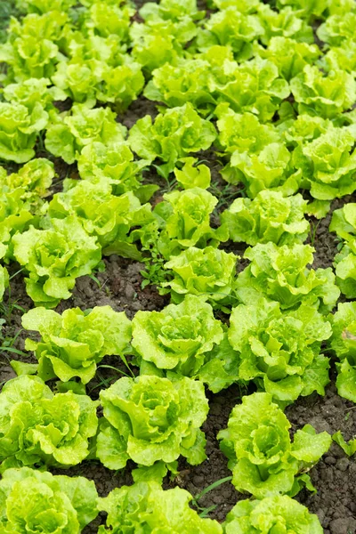 Rows Planted Lettuce Vertical Composition — Stock Photo, Image