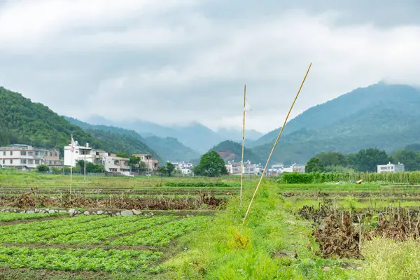 Rows Planted Vegetable Village — Stock Photo, Image