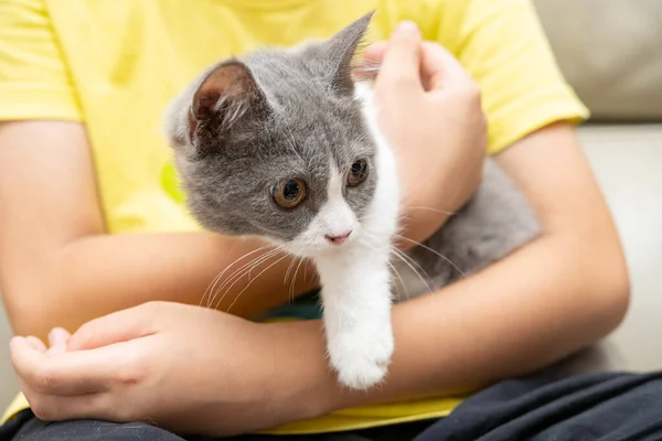 Kind Umarmt Eine Schöne Britische Kurzhaarkatze — Stockfoto