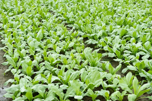 Rows Planted Vegetable Horizontal Composition — Stock Photo, Image