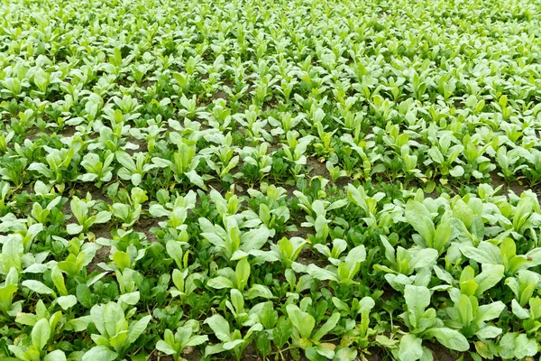 Reihen Von Gepflanztem Gemüse Horizontaler Zusammensetzung — Stockfoto