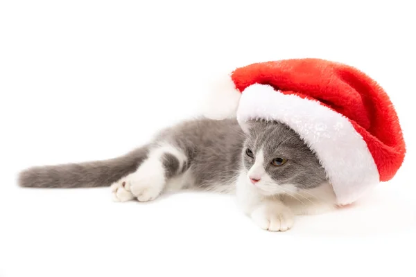 Een Jonge Britse Stenografisch Kat Met Een Kerstmuts Witte Achtergrond — Stockfoto