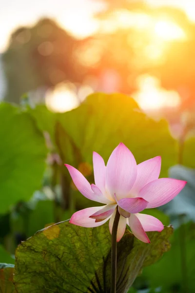 Bloeiende Lotus Bloem Met Zon Verticale Samenstelling — Stockfoto