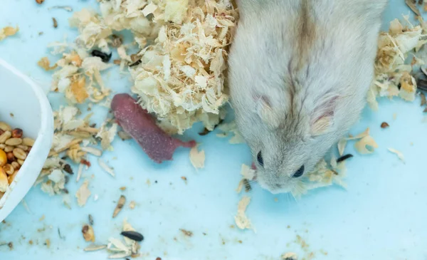 Hamster Moeder Haar Pasgeboren Baby — Stockfoto