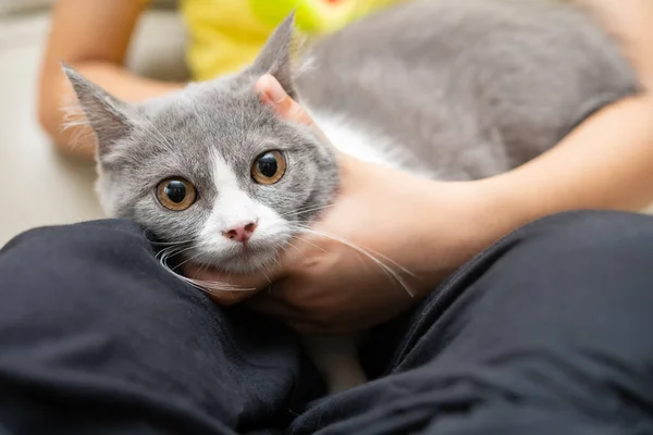 Kind Streichelt Sanft Eine Schöne Britische Kurzhaarkatze — Stockfoto