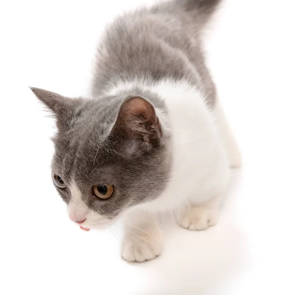 Jovem Britânico Gato Shorthair Fundo Branco Composição Quadrada — Fotografia de Stock