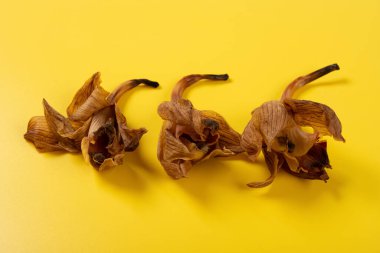 açı görünümü solmuş sarı arkaplanda Cymbidium sp çiçeği