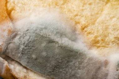 Küflü ekmek arka plan ve doku olarak kapanır