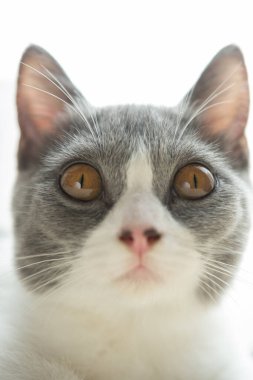 Genç bir İngiliz Shortair kedisine yaklaş.