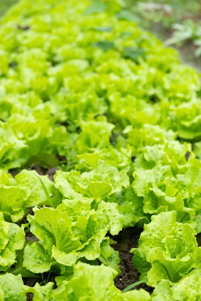 Rows Planted Lettuce Vertical Composition — Stock Photo, Image