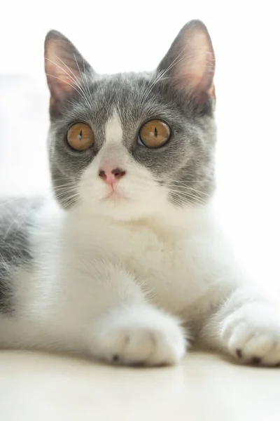 Zblízka Mladé Britské Krátkosrsté Kočky Hlava — Stock fotografie