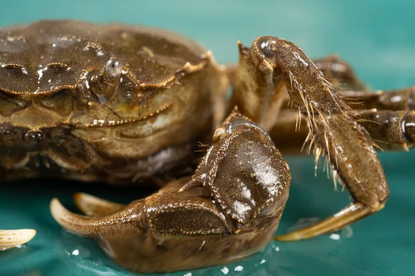 Levende Krab Close Aan Één Zijde Bij Horizontale Samenstelling — Stockfoto