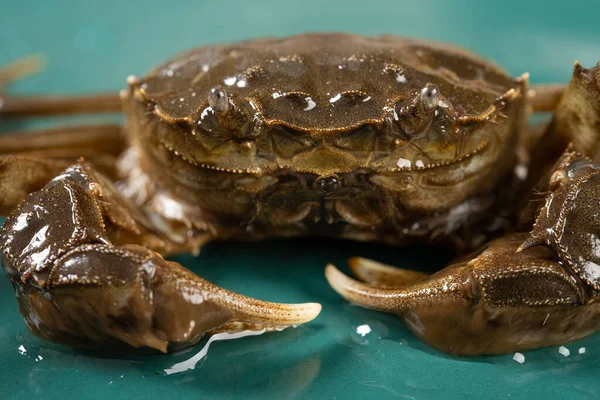 Levende Krab Close Bij Horizontale Samenstelling — Stockfoto