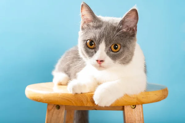 Krásná Britská Krátkosrstá Kočka Ležící Židli Dívající Kamery — Stock fotografie