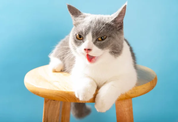 カメラを見て舌を出した可愛いイギリスのショートヘアの猫 — ストック写真