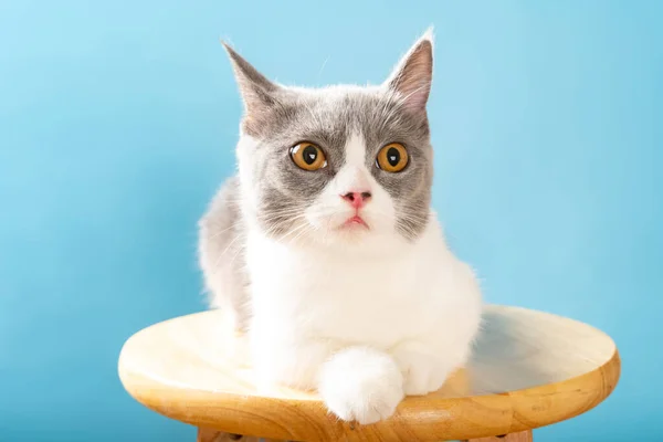 椅子に腰掛けて上を見上げる可愛いイギリスのショートヘアの猫 — ストック写真