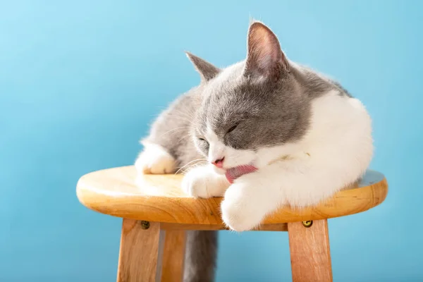 イスに寝そべって脚を掃除するイギリスの可愛い短髪の猫 — ストック写真
