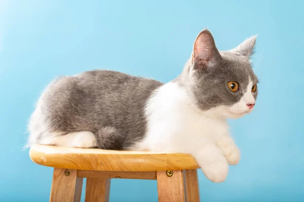 Krásná Britská Krátkosrstá Kočka Ležící Židli Dívající Pravou Stranu — Stock fotografie
