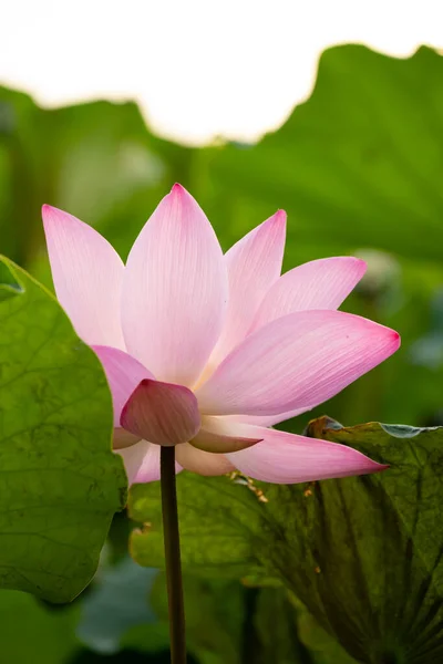 Bloeiende Lotusbloem Bij Verticale Samenstelling — Stockfoto