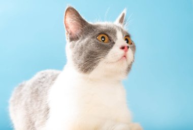 Güzel bir İngiliz kısa hava kedisi yukarı bakıyor.