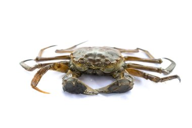 Açı görünümlü beyaz arkaplanda ölü yengeç