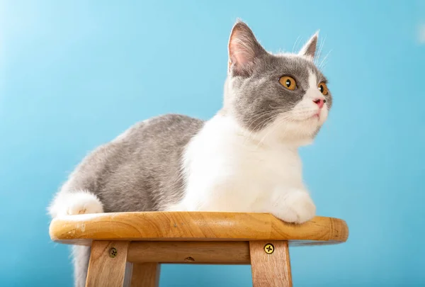 Krásná Britská Krátkosrstá Kočka Ležící Židli Vzhlížející — Stock fotografie