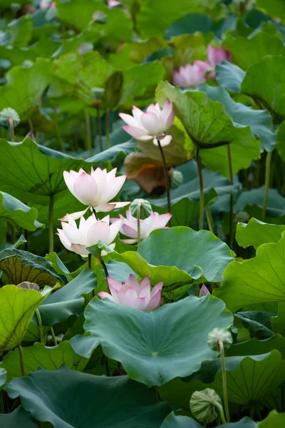 Blommande Lotus Blommor Vertikal Sammansättning — Stockfoto