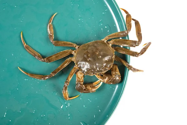 Övre Levande Krabba Kör Från Maträtt — Stockfoto