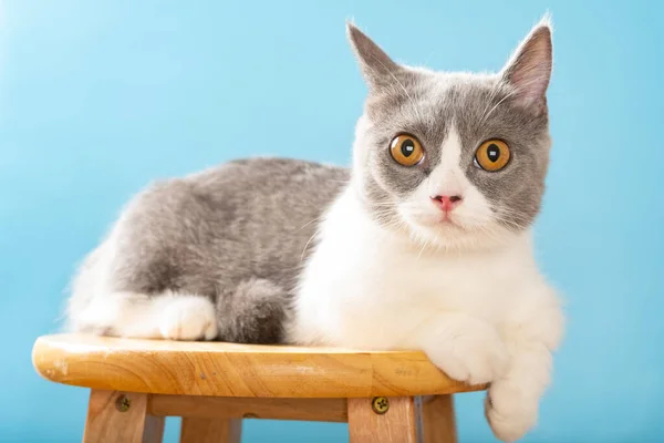 椅子に腰掛けてカメラを見ている素敵なイギリスのショートヘアの猫 — ストック写真