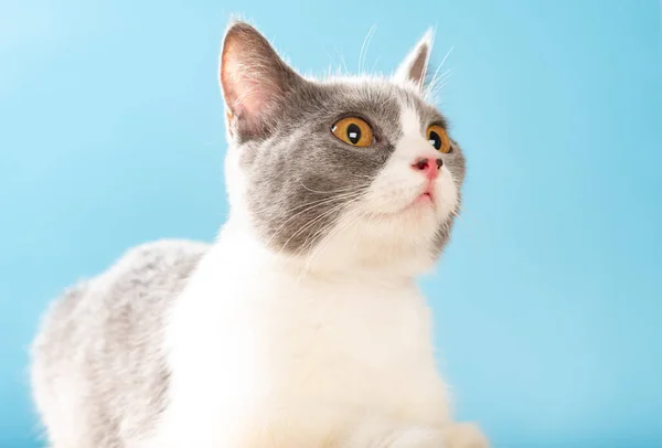 Krásná Britská Krátkosrstá Kočka Vzhlížející — Stock fotografie
