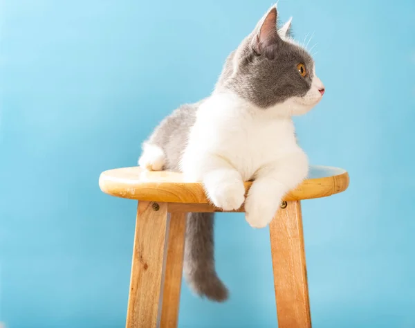 Krásná Britská Krátkosrstá Kočka Ležící Židli Zvědavě Hledící Pravou Stranu — Stock fotografie