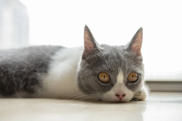 Молодий Британський Короткохвостий Кіт Лежав Біля Вікна — стокове фото