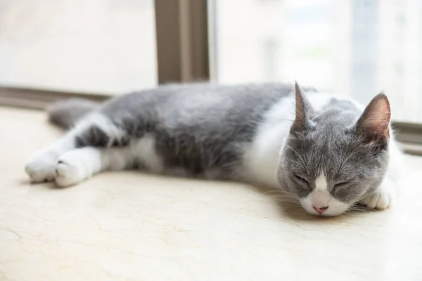 근처에 산짧은 고양이 — 스톡 사진