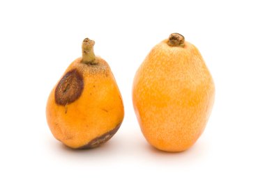 Taze yenidünya muşmulası ve beyaz bir arka plan üzerinde çürük yenidünya muşmulası