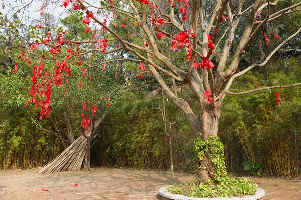 Un sacco di nastro dei desideri appeso sull'albero della benedizione — Foto Stock