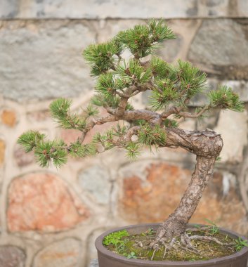 Bonsai ağacı çiçek tencerede
