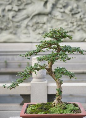 Bonsai ağacı çiçek tencerede
