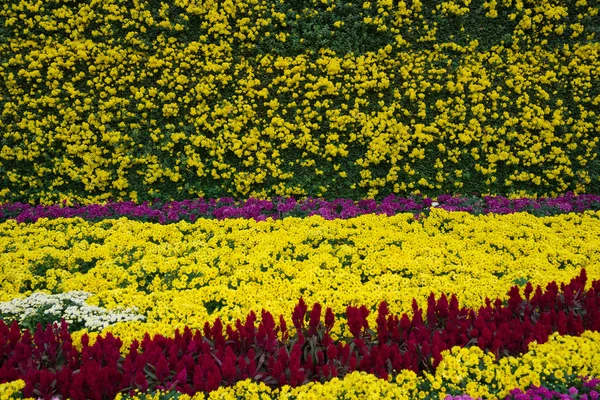 Varias flores de crisantemo — Foto de Stock