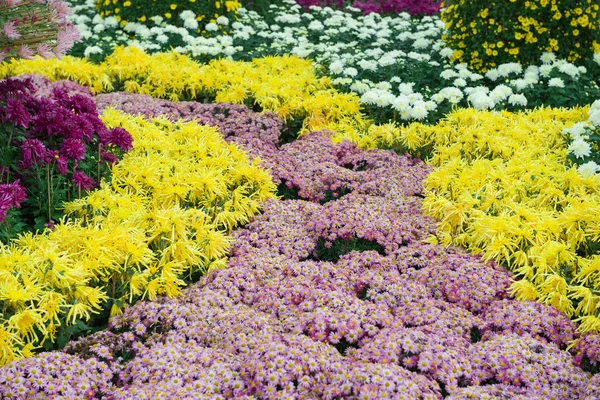 Fiori di crisantemo vari — Foto Stock